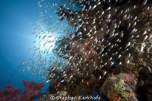 Glassfish taken at shark observatory. by Stephan Kerkhofs 